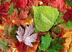 Kolorowe liście w kroplach wody