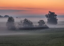 Drzewa, Pole, Łąka, Mgła