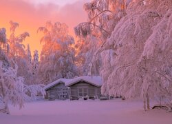 Zima, Drzewa, Ośnieżone, Domy, Drewniane