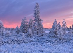 Kolorowe niebo nad ośnieżonymi drzewami w trawie