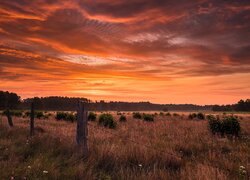 Zachód słońca, Łąka, Drzewa, Krzewy, Ogrodzenie, Drut, Pastwisko