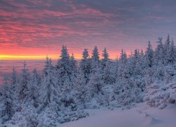 Kolorowe niebo nad zimowym lasem świerkowym