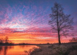 Wschód słońca, Rzeka, Drzewo, Chmury, Czerwonawe, Niebo