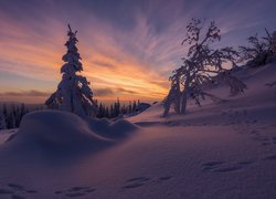 Kolorowe niebo zachodzącego słońca nad zasypanymi śniegiem drzewami na wzgórzu