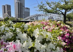 Kolorowe rododendrony na tle mostu i wieżowców