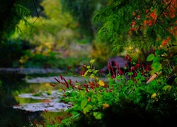 Park, Rośliny, Anglia