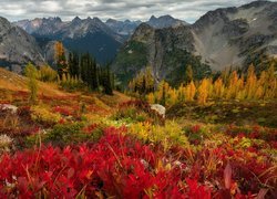 Jesień, Drzewa, Kolorowa, Roślinność, Chmury, Góry Kaskadowe, Stan Wyszyngton, Stany Zjednoczone
