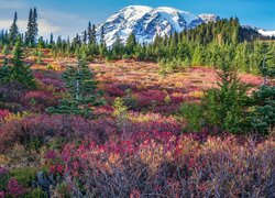 Kolorowe rośliny i świerki na tle ośnieżonej góry Mount Rainier