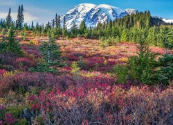 Stany Zjednoczone, Waszyngton, Park Narodowy Mount Rainier, Stratowulkan, Mount Rainier, Łąka, Drzewa, Kolorowe, Rośliny, Góry, Chmury