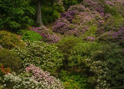 Park, Drzewa, Kwiaty, Różaneczniki, Azalie, Kolorowe
