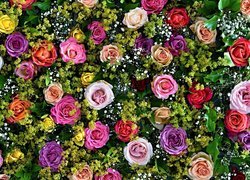 Rozkwitające, Kolorowe, Róże
