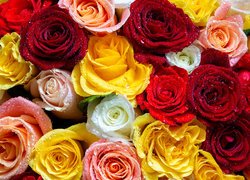 Kolorowe róże z kropelkami wody