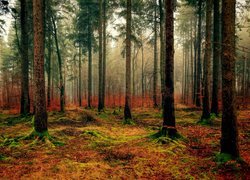 Kolorowe runo leśne w jesiennym lesie