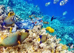 Kolorowe ryby w rafach koralowych