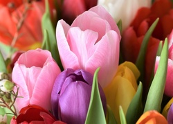 Tulipany, Kolorowe