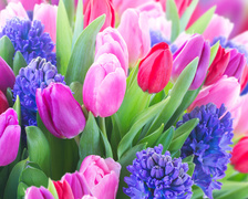 Kolorowe tulipany i hiacynty w bukiecie