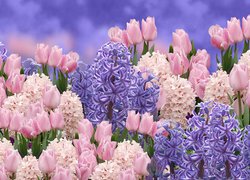 Kolorowe tulipany i hiacynty