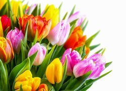 Kolorowe tulipany na białym tle