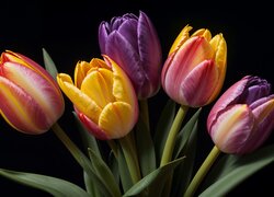 Kolorowe tulipany na ciemnym tle