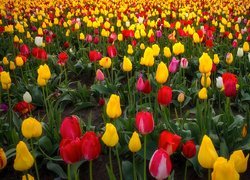 Kolorowe tulipany na farmie Wooden Shoe Tulip Farm