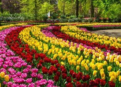 Kolorowe, Tulipany, Park