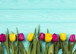 Kolorowe tulipany na niebieskich deskach