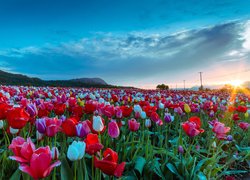 Kolorowe tulipany na plantacji