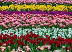 Kolorowe tulipany na polu
