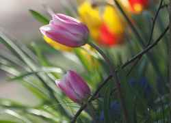 Kolorowe tulipany na rozmytym tle