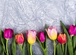 Kolorowe tulipany na szarym tle