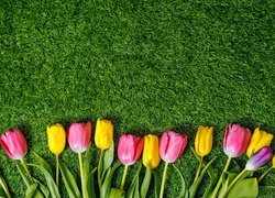 Kolorowe tulipany na trawie