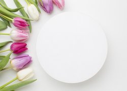 Kolorowe tulipany obok białego koła