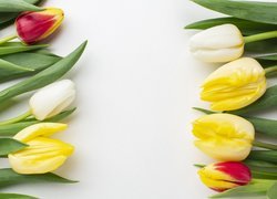 Kolorowe tulipany ułożone na białym tle