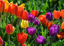 Kolorowe tulipany w blasku wiosennego słońca