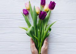 Kolorowe tulipany w dłoniach