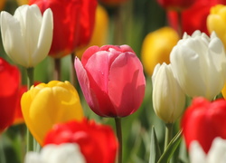 Kolorowe tulipany w słońcu
