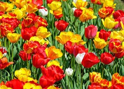 Rozświetlone, Kwiaty, Tulipany, Kolorowe