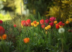 Kolorowe, Tulipany, Kwiaty, Trawa