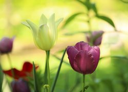 Kolorowe, Tulipany, Kwiaty, Zbliżenie