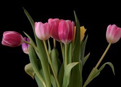 Kolorowe tulipany z listkami