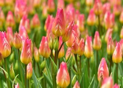 Kolorowe tulipany z pąkami