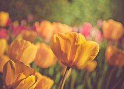 Kolorowe tulipany