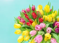 Czerwone, Różowe, Żółte, Tulipany
