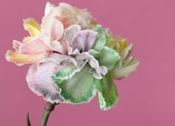 Kolorowy goździk na różowym tle