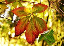 Kolorowy liść jesienny