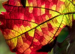 Kolorowy liść