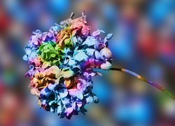 Kolorowy suchy kwiat hortensji