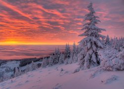 Kolorowy wschód słońca nad ośnieżonymi świerkami na wzgórzu