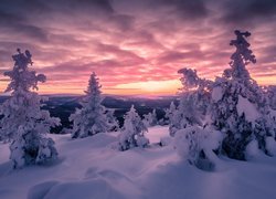 Kolorowy zachód słońca nad ośnieżonymi świerkami w Finlandii