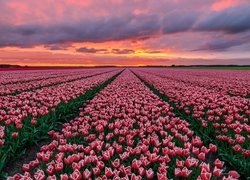 Kolorowy zachód słońca nad plantacją tulipanów
